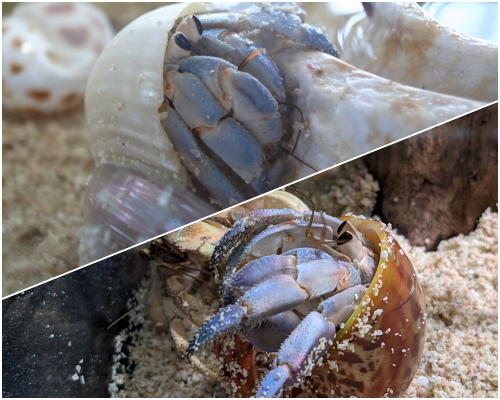 オカヤドカリの脱皮 オカヤドカリ飼ってます