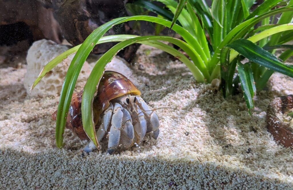 2020 08 12 16 29 39 Pixel 4 620