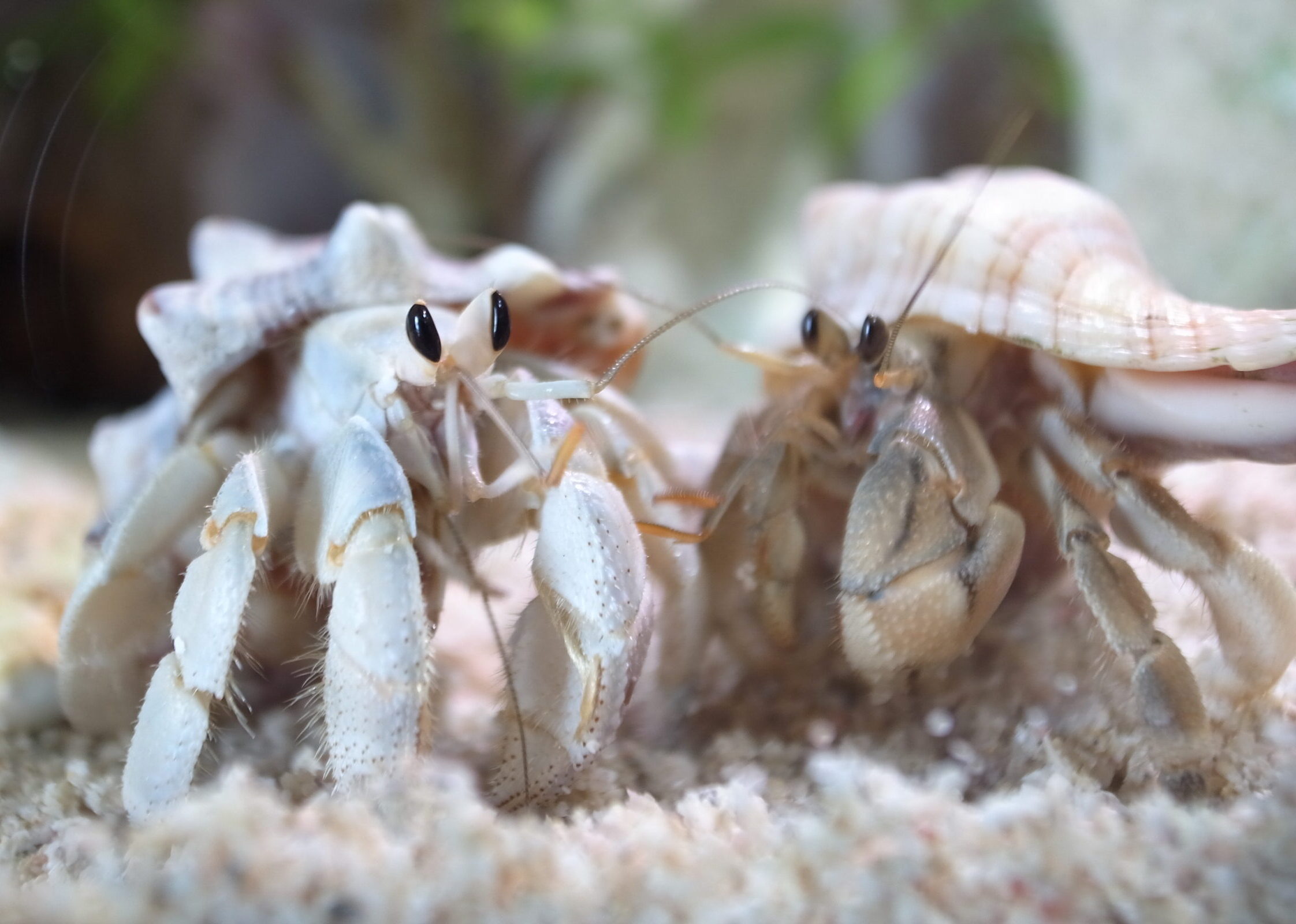 2019 08 12 15 57 45 GR DIGITAL 4 1028