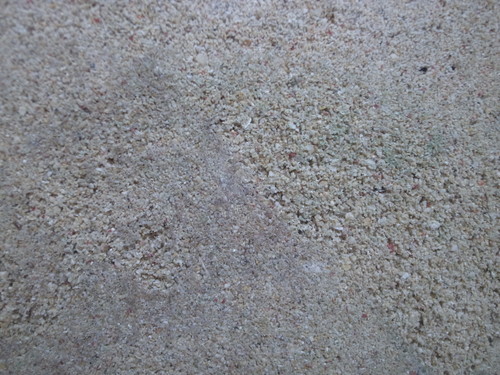 床砂の掃除とアダンの植え替え オカヤドカリ飼ってます