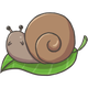 snail