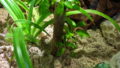 オカヤドカリと観葉植物
