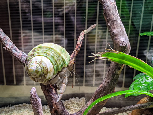 最長記録を更新中 オカヤドカリ飼ってます