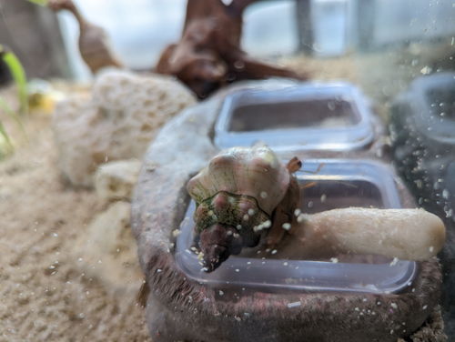 海水を飲むオカヤドカリ