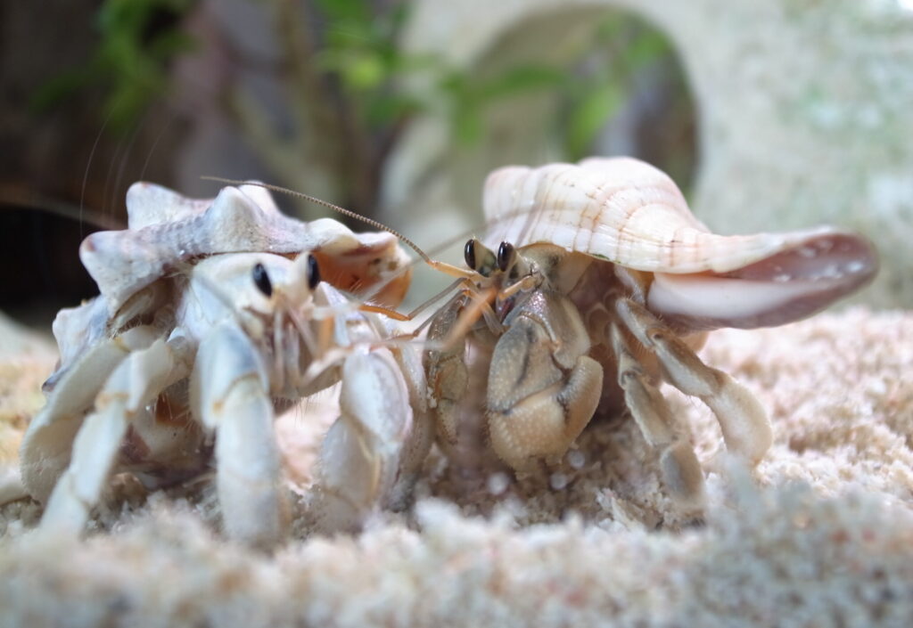 2019 08 12 15 57 50 GR DIGITAL 4