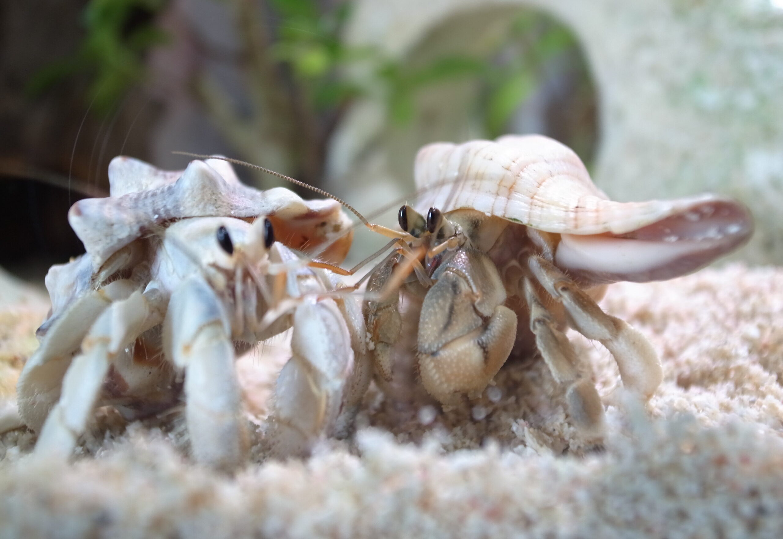 2019 08 12 15 57 50 GR DIGITAL 4