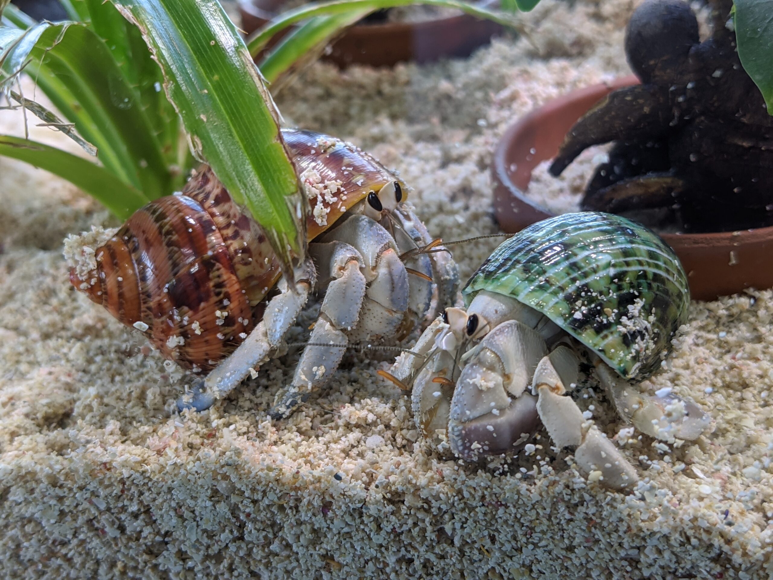 2020 04 30 15 34 16 Pixel 4