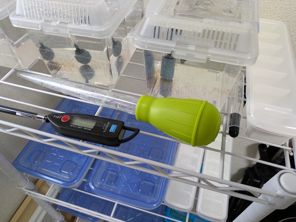zoea case